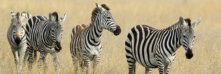 Ngorongoro - Serengeti National Park