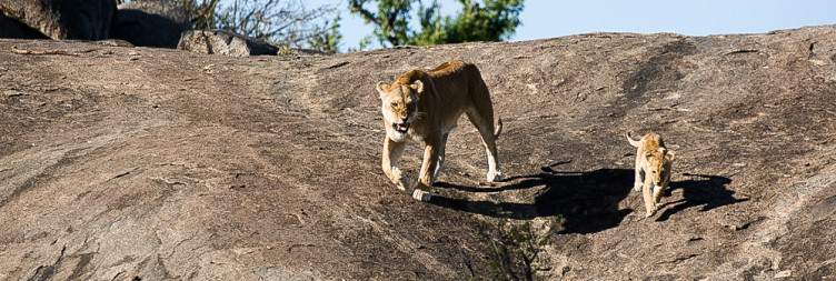 Serengeti National Park to Ngorongoro Crater