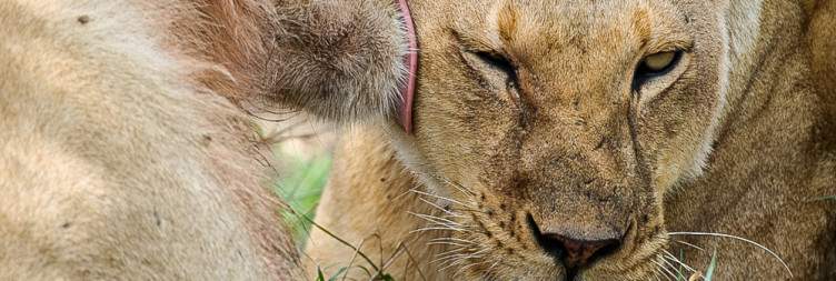 Serengeti