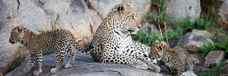 Arusha to Serengeti National Park