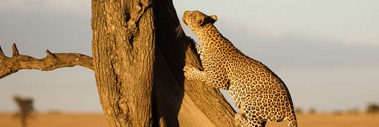 Tarangire to Serengeti National Park
