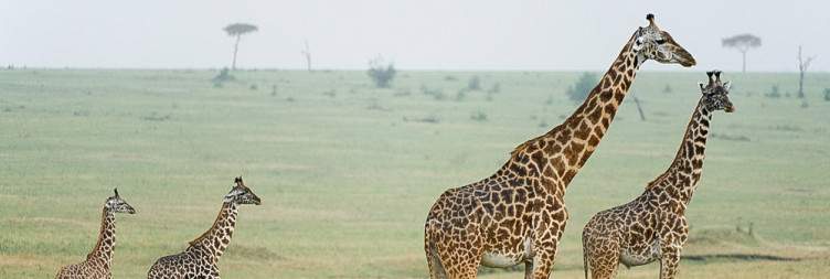 Serengeti National Park to Karatu
