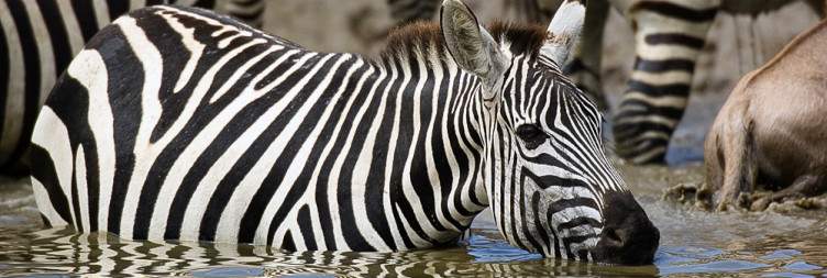Serengeti National Park