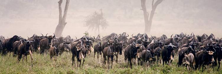 Serengeti National Park to Ngorongoro Crater