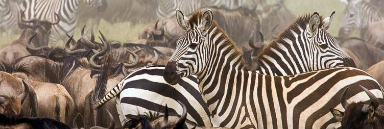 Serengeti