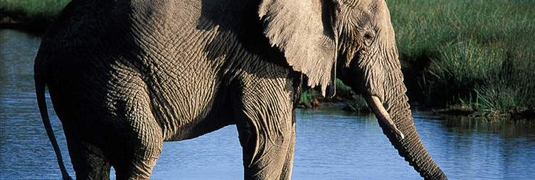 Full-day Game Drive in Serengeti National Park