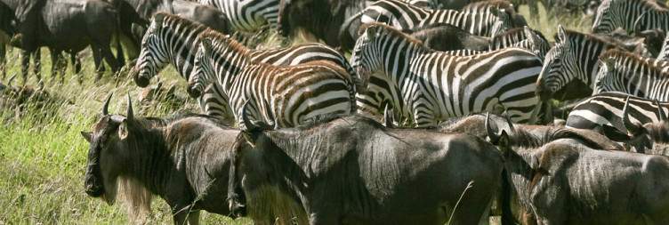 Serengeti national park guided game drive