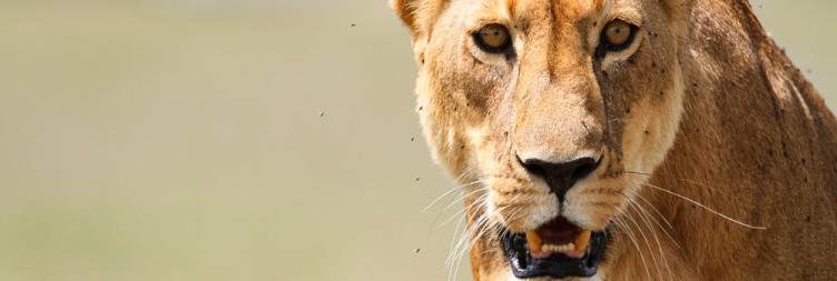 Ngorongoro Crater to Serengeti National Park