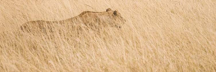 Fly from Zanzibar Airport to Serengeti National Park (Seronera Airstrip)
