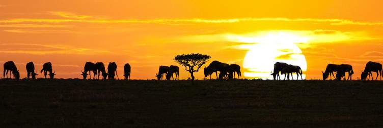 Serengeti Exploration