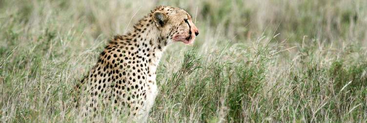 Serengeti National Park to Ngorongoro Crater