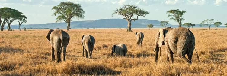 Full-Day Exploration of Serengeti Plains