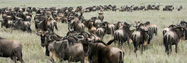South Serengeti (Ndutu)