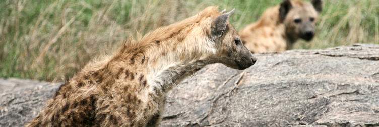Arusha- Serengeti National Park