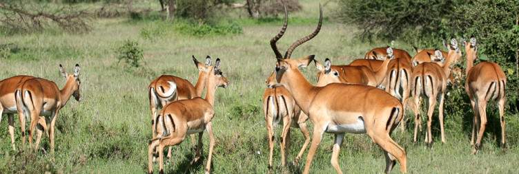 Serengeti National Park - Central Seronera