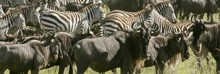 Lake Manyara to Serengeti National Park