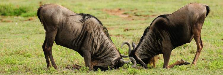 Arrive at Serengeti National Park