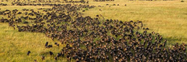 Game Drive in Serengeti then Transfer to Ngorongoro