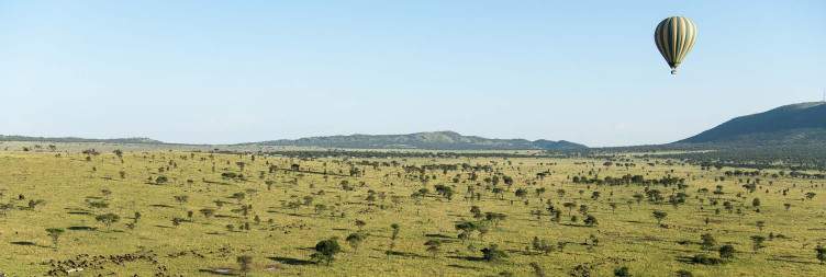 Serengeti game drive, then transfer to Karatu for over night stay