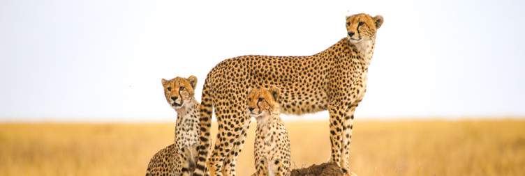 Serengeti National Park