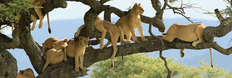 Serengeti to Ngorongoro Crater