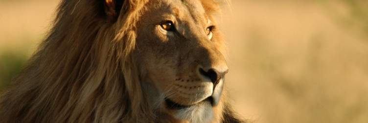 Air Transfer from Arusha to Serengeti, game drive in Serengeti NP