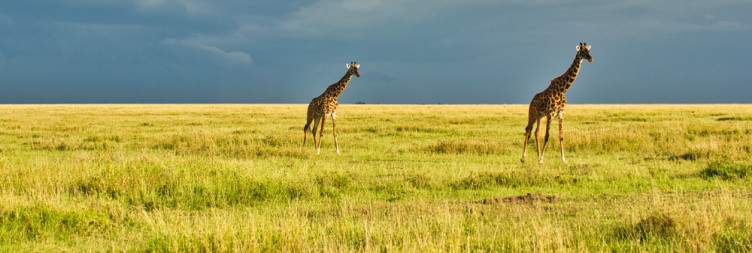 Fly from Serengeti National Park (Seronera Airstrip) to Zanzibar Airport