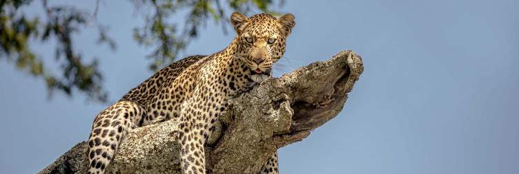 Tarangire to Serengeti National Park