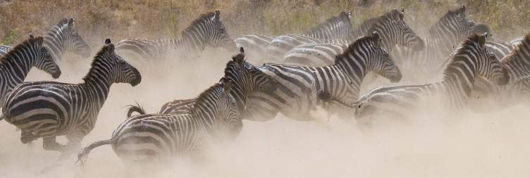 Serengeti