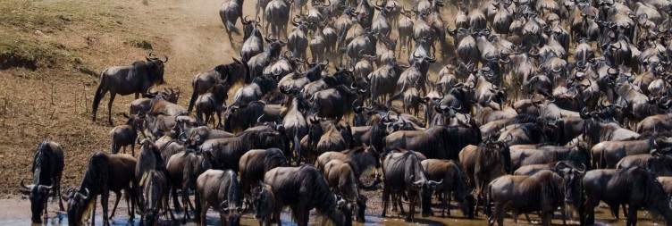 Across the Border – Serengeti Safari & Tanzanian Luxury