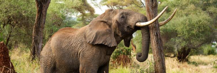 Tarangire national park