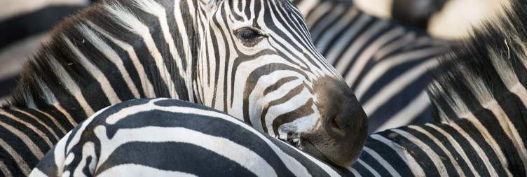 Tarangire National Park - Arusha