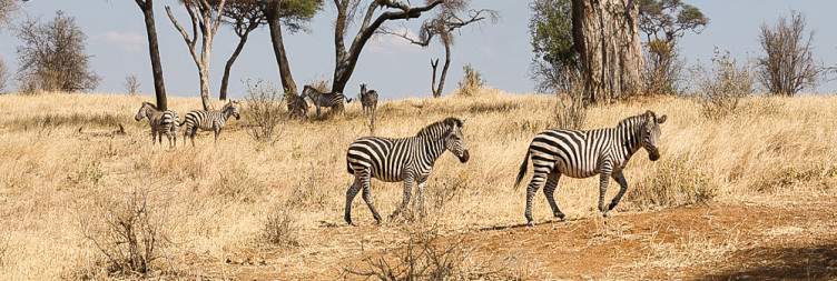 Fly from Zanzibar to Arusha Airport and Transfer to Tarangire National Park