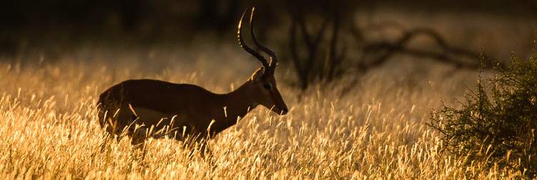 Arusha to Tarangire National Park