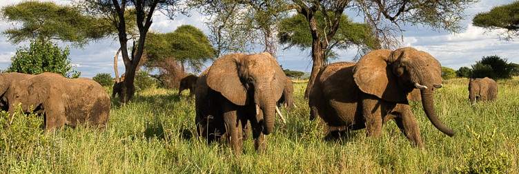 Tarangire National Park