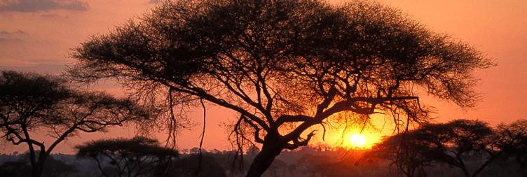 Arusha to Tarangire National Park