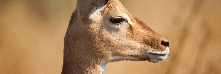 Arusha to Tarangire National Park