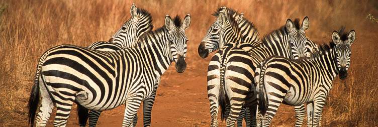 Arusha to Tarangire National Park