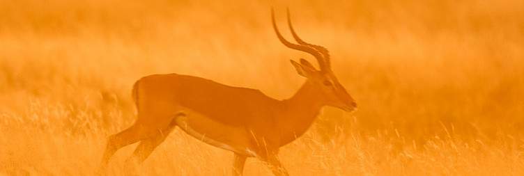 Tarangire National Park