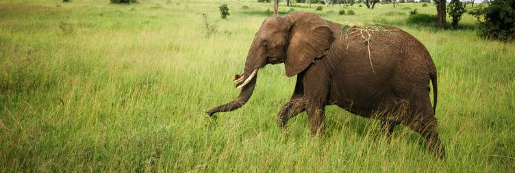 Arusha to Tarangire National Park