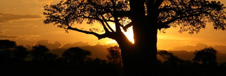Arusha to Tarangire National Park