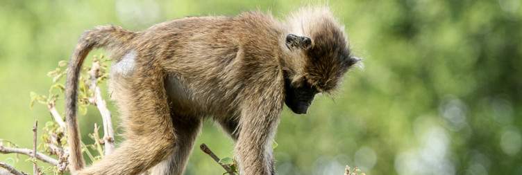 Arusha - Tarangire National Park