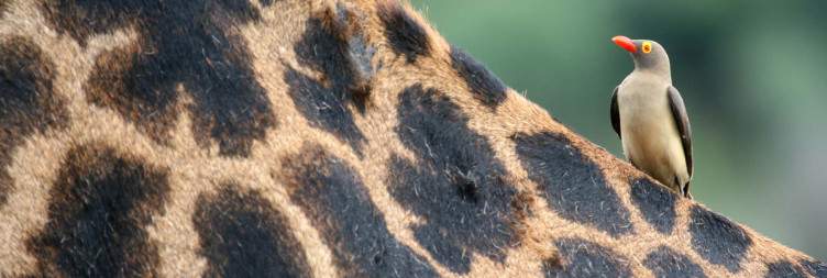 Tarangire National Park
