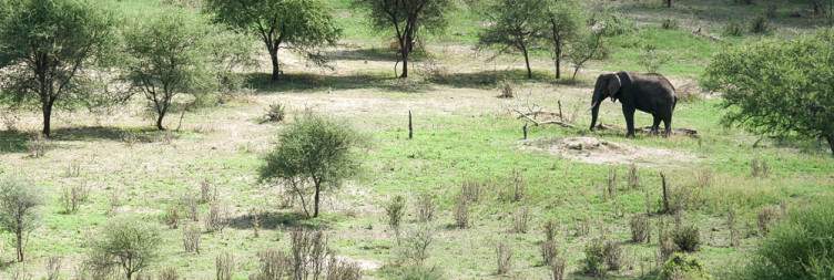 Arusha to Tarangire National Park