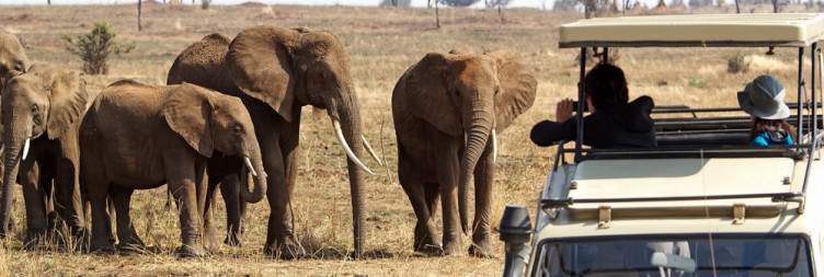 Arusha to Tarangire National Park