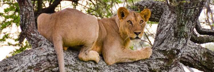 Tarangire National Park