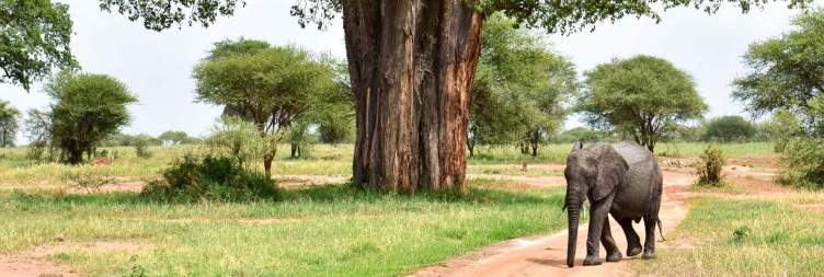 Ngorongoro's Crater to Tarangire's Elephant Haven