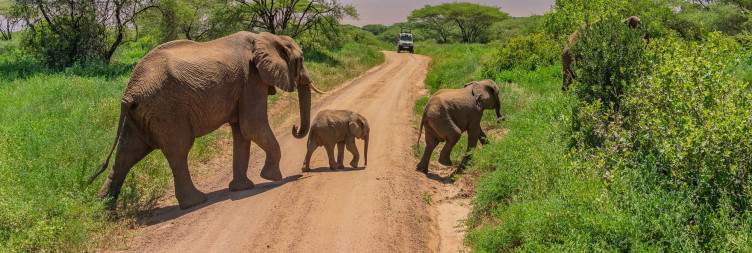 Arusha - Tarangire National Park