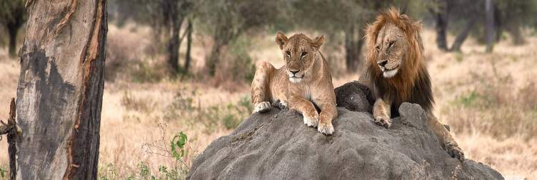 Arusha-Tarangire National Park