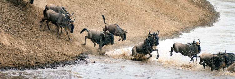 Karatu to Western Serengeti (Grumeti) following the Great Migration